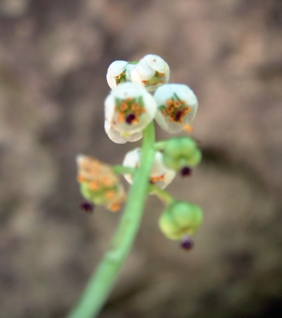 piccola pianta sotto i faggi - Pyrola sp.